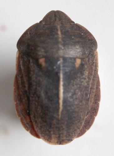 Réf. 299 837 : Eurygaster austriaca