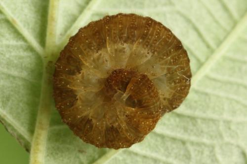Réf. 299 940 : Tenthredo fagi