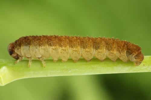 Réf. 299 941 : Tenthredo fagi