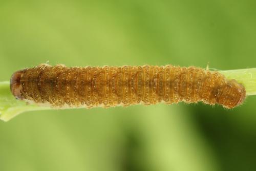 Réf. 299 942 : Tenthredo fagi