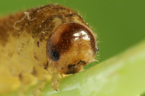 Réf. 299 943 : Tenthredo fagi