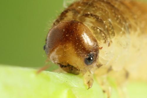 Réf. 299 944 : Tenthredo fagi