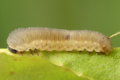 Réf. 299 977 : Athalia circularis