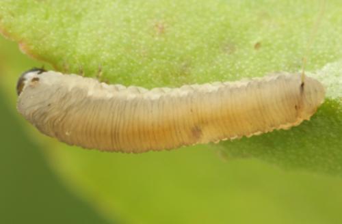 Athalia circularis