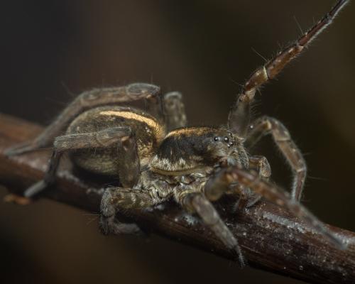 Arctosa fulvolineata
