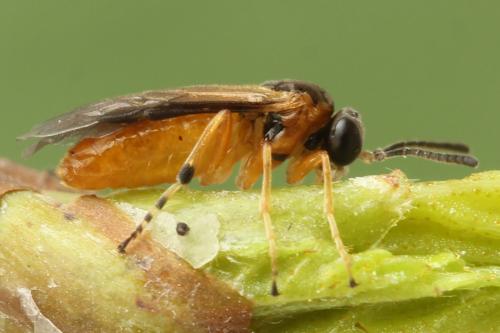 Réf. 299 980 : Athalia circularis