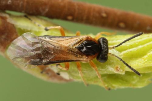 Réf. 299 981 : Athalia circularis