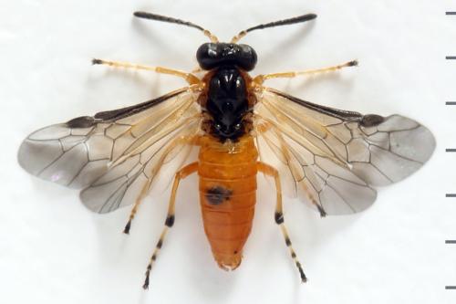 Réf. 299 982 : Athalia circularis