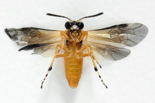 Réf. 299 983 : Athalia circularis