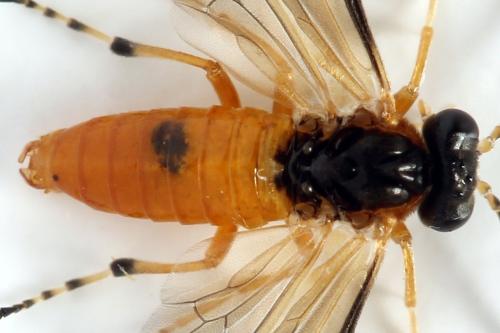 Réf. 299 984 : Athalia circularis