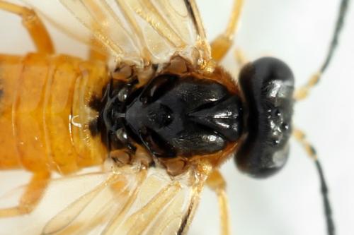 Athalia circularis