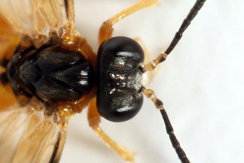 Réf. 299 987 : Athalia circularis