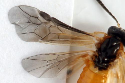 Réf. 299 988 : Athalia circularis