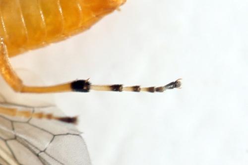 Athalia circularis