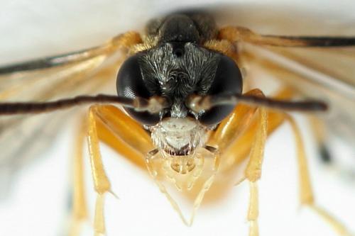 Athalia circularis