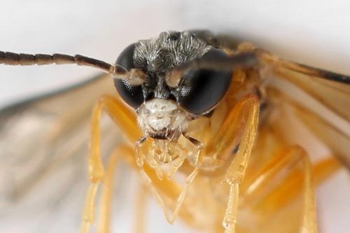 Réf. 299 993 : Athalia circularis