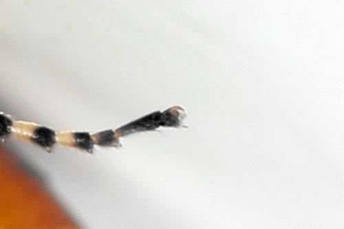 Athalia circularis
