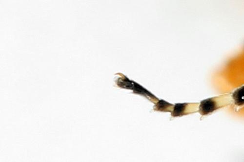 Athalia circularis