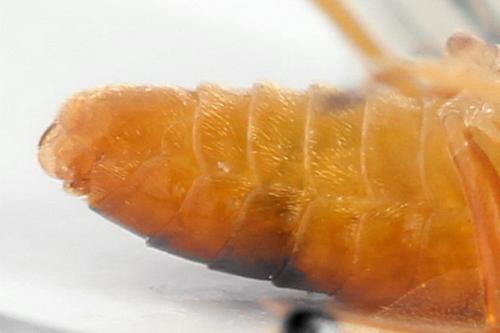 Réf. 299 997 : Athalia circularis