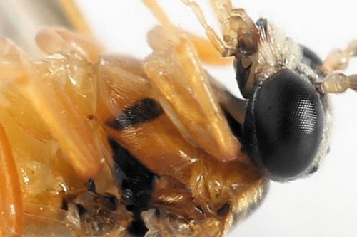 Athalia circularis