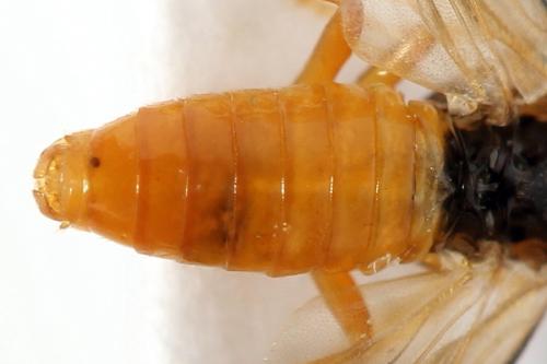 Réf. 299 999 : Athalia circularis