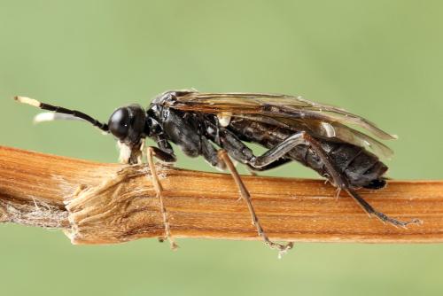 Réf. 299 946 : Tenthredo fagi