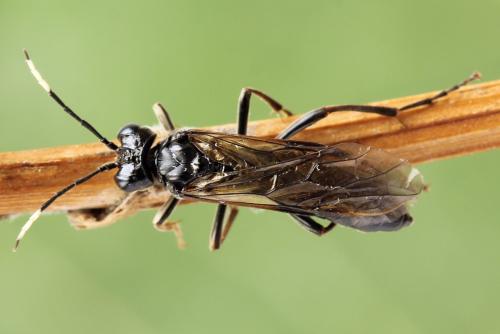 Réf. 299 947 : Tenthredo fagi