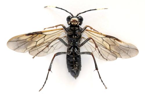 Réf. 299 949 : Tenthredo fagi