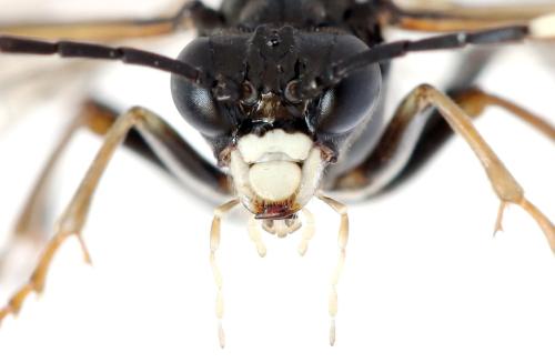 Réf. 299 959 : Tenthredo fagi