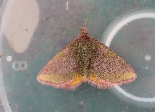 Lythria sp.