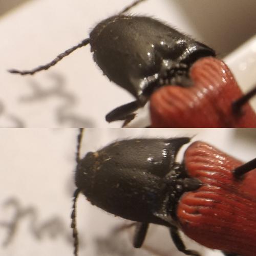 Réf. 299 114 : Ampedus sanguineus