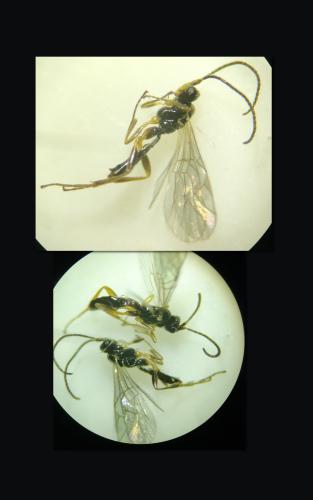Réf. 299 177 : Orthocentrinae inconnu