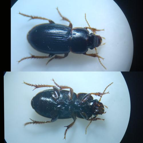 Harpalus pumilus