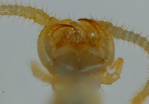 Lithobius sp.