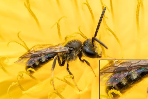 Lasioglossum sp.