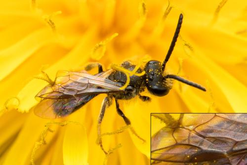 Lasioglossum sp.