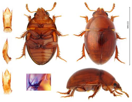 Leiodes sp.