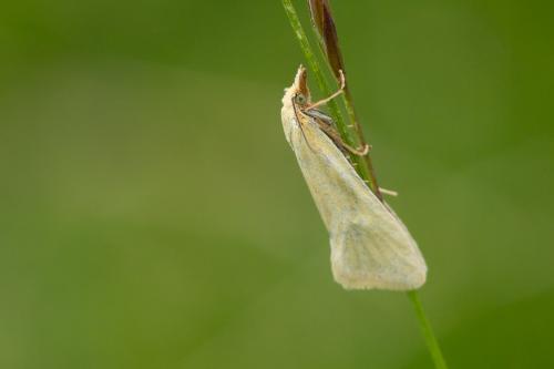 Phtheochroa sp.