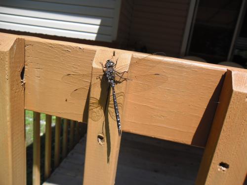 Aeshna sp.
