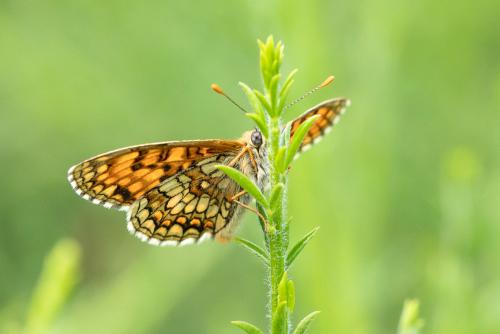 Melitaea athalia