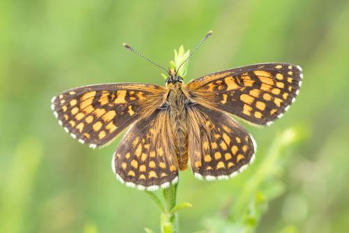 Melitaea athalia