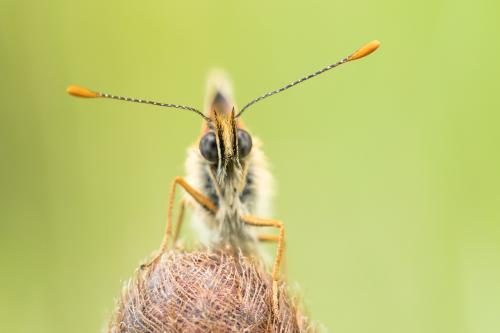 Melitaea athalia