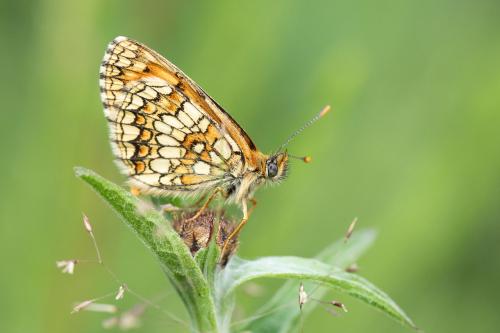 Melitaea athalia