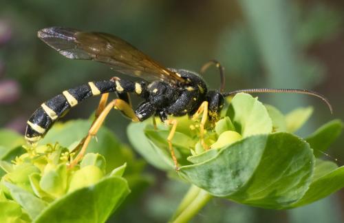 Metopius dentatus