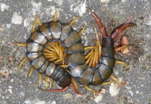 Réf. 299 850 : Scolopendra cingulata