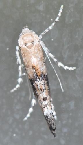 Epermenia chaerophyllella