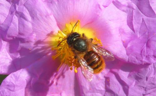Réf. 299 578 : Osmia sp.