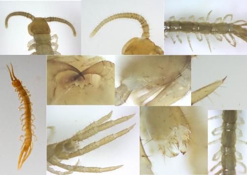 Lithobius microps