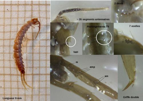 Réf. 299 331 : Lithobius agilis