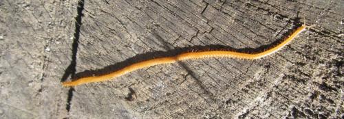 Stigmatogaster sp.